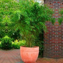 Mrazuvzdorné bambusy