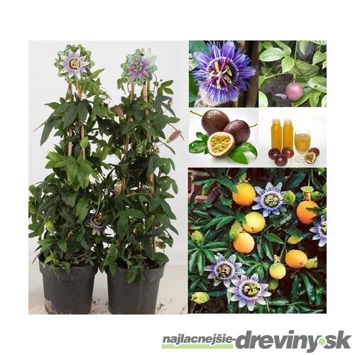 Múčenka jedlá Purple Giant, výška 40/60 cm, v črepníku Passiflora caerulea
