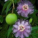 Mučenka (Marakuja)