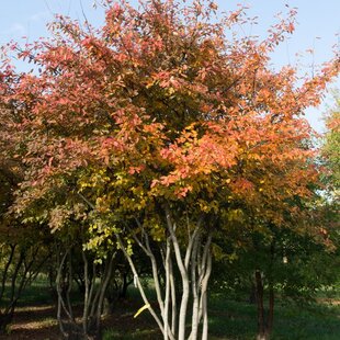 Muchovník (Amelanchier) lamarckov, výška 40/60 cm, v črepníku Amelanchier lamarckii