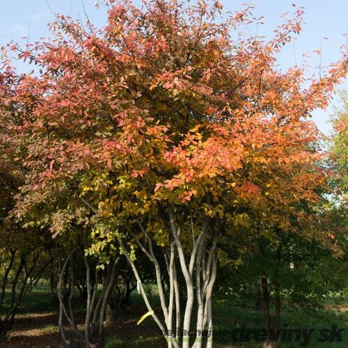 Muchovník (Amelanchier) lamarckov, výška 40/60 cm, v črepníku Amelanchier lamarckii