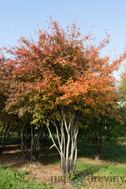 Muchovník (Amelanchier) lamarckov, výška 40/60 cm, v črepníku Amelanchier lamarckii
