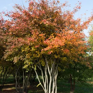 Muchovník (Amelanchier) lamarckov, výška 40/60 cm, v črepníku Amelanchier lamarckii