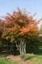 Muchovník (Amelanchier) lamarckov, výška 40/60 cm, v črepníku Amelanchier lamarckii