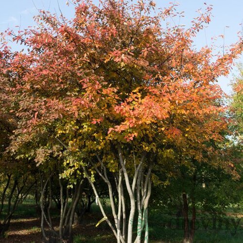 Muchovník (Amelanchier) lamarckov, výška 40/60 cm, v črepníku Amelanchier lamarckii