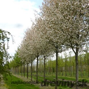 Muchovník - amelanchier stromovitý Robin Hill, výška 40/60 cm, v črepníku 3l Amelanchier arborea Robin Hill