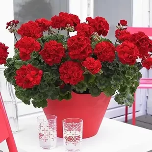 Muškát kružkovaný červený 15/25 cm v črepníku Pelargonium grandiflorum