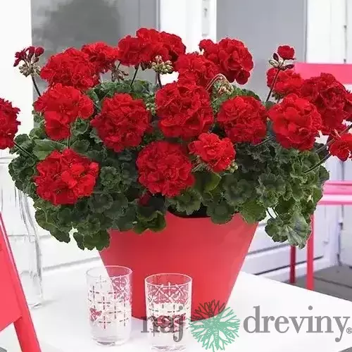 Muškát kružkovaný červený 15/25 cm v črepníku Pelargonium grandiflorum