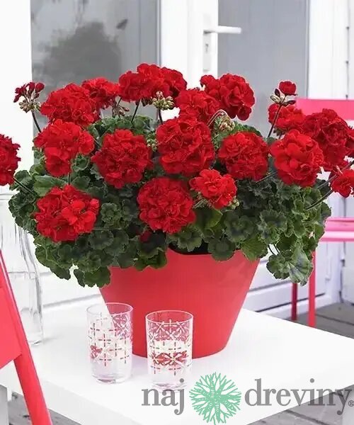 Muškát kružkovaný červený 15/25 cm v črepníku Pelargonium grandiflorum