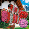 Muškát previsnutý červený, výška 20/25 cm, v okrasnom závesnom kvetináči 3l Pelargonium peltatum