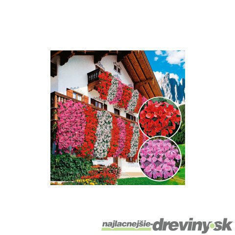 Muškát previsnutý červený, výška 20/25 cm, v okrasnom závesnom kvetináči 3l Pelargonium peltatum