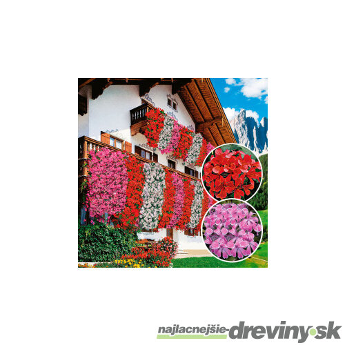 Muškát previsnutý červený, výška 20/25 cm, v okrasnom závesnom kvetináči 3l Pelargonium peltatum