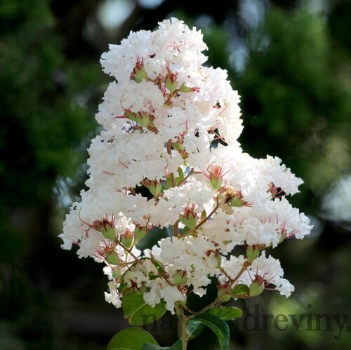Myrta krepová biela 20/40 cm, v črepníku Lagerstroemia indica