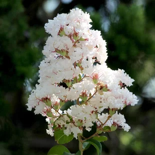 Myrta krepová biela 20/40 cm, v črepníku Lagerstroemia indica