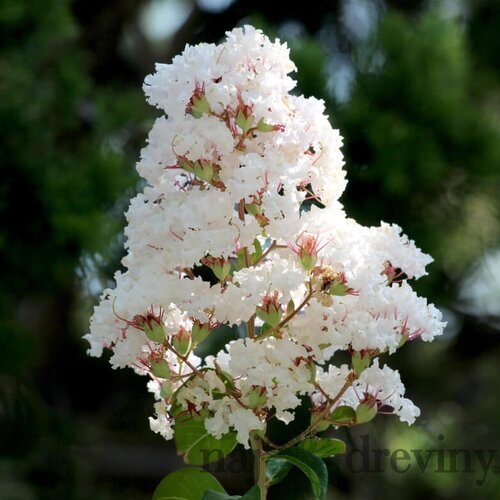 Myrta krepová biela 20/40 cm, v črepníku Lagerstroemia indica