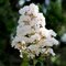 Myrta krepová biela 20/40 cm, v črepníku Lagerstroemia indica