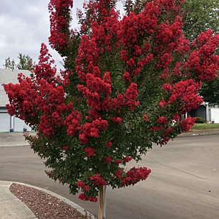 Myrta krepová červená 100/140 cm, v črepníku Lagerstroemia indica