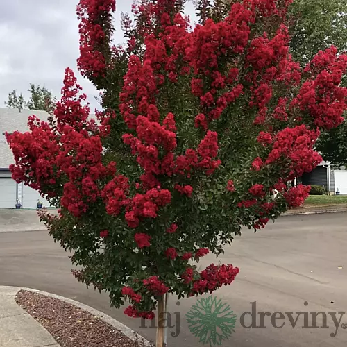 Myrta krepová červená 20/40 cm, v črepníku Lagerstroemia indica
