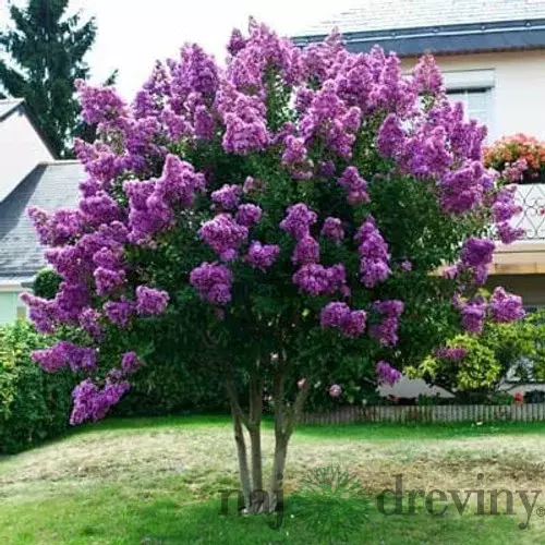 Myrta krepová fialová 100/140 cm, v črepníku Lagerstroemia indica