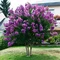 Myrta krepová fialová 100/140 cm, v črepníku Lagerstroemia indica