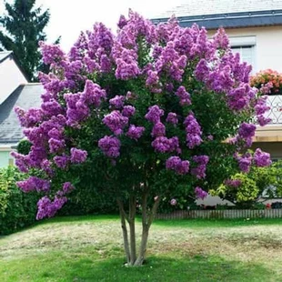 Myrta krepová fialová 100/140 cm, v črepníku Lagerstroemia indica
