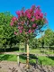 Myrta krepová, na kmienku 180/200 cm, obvod 8/10 cm, v črepníku 30l Lagerstroemia indica