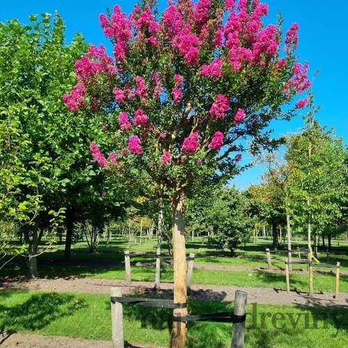 Myrta krepová, na kmienku 180/200 cm, obvod 8/10 cm, v črepníku 30l Lagerstroemia indica