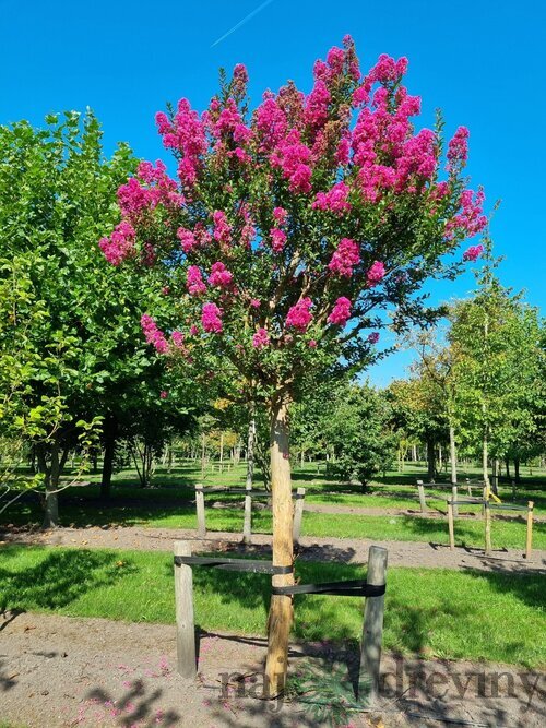Myrta krepová, na kmienku 180/200 cm, obvod 8/10 cm, v črepníku 30l Lagerstroemia indica