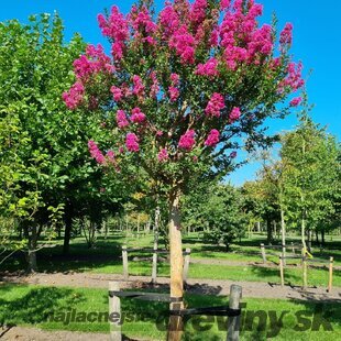 Myrta krepová, na kmienku 180/200 cm, obvod 8/10 cm, v črepníku 30l Lagerstroemia indica