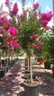 Myrta krepová, výška 100/130 cm, v črepníku 10l Lagerstroemia indica