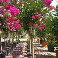 Myrta krepová, výška 40/60 cm, v črepníku 3L Lagerstroemia indica