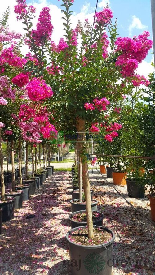 Myrta krepová, výška 40/60 cm, v črepníku 3L Lagerstroemia indica