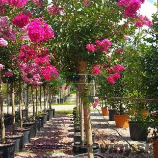 Myrta krepová, výška 50/70 cm, v črepníku Lagerstroemia indica