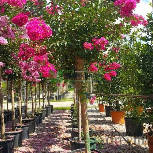 Myrta krepová, výška 50/70 cm, v črepníku Lagerstroemia indica