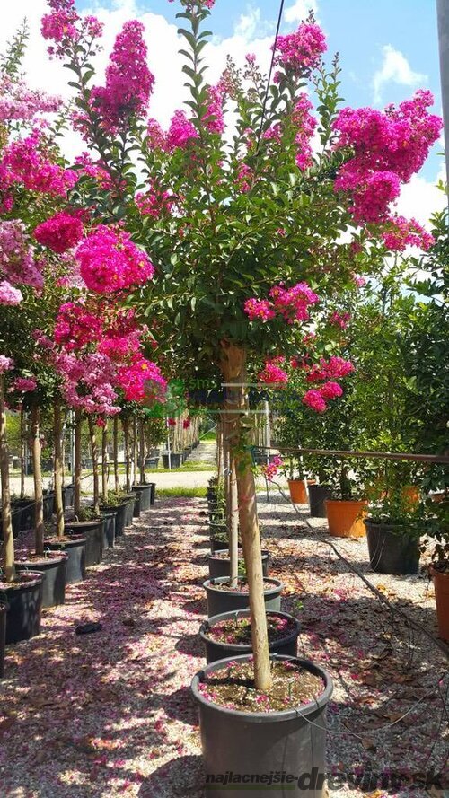 Myrta krepová, výška 50/70 cm, v črepníku Lagerstroemia indica