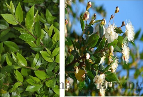 Myrta obecná Tarentina, výška 25/+ cm, v črepníku Myrtus communis