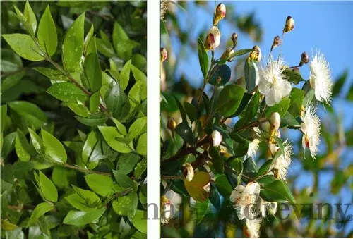 Myrta obecná Tarentina, výška 25/+ cm, v črepníku Myrtus communis