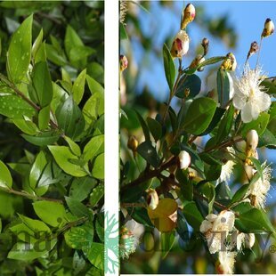 Myrta obecná Tarentina, výška 25/+ cm, v črepníku Myrtus communis