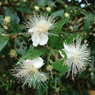Myrta obyčajná, výška 50/70 cm, v črepníku Myrtus communis