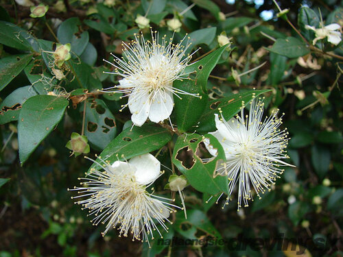 Myrta obyčajná, výška 50/70 cm, v črepníku Myrtus communis