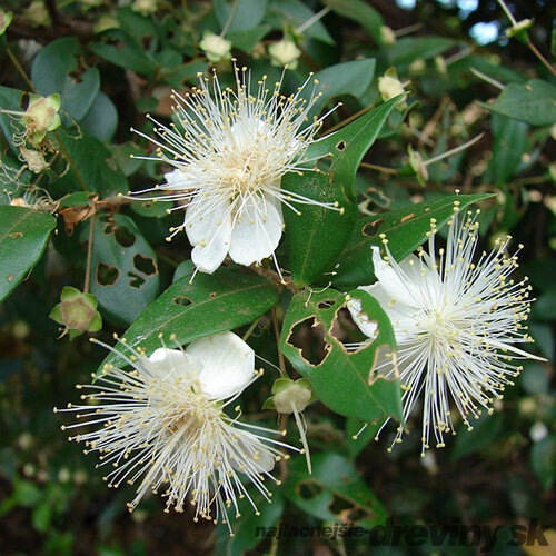 Myrta obyčajná, výška 50/70 cm, v črepníku Myrtus communis