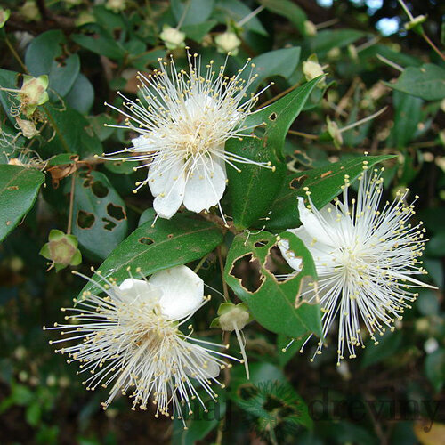 Myrta obyčajná, výška 50/70 cm, v črepníku Myrtus communis