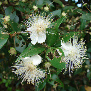 Myrta obyčajná, výška 50/70 cm, v črepníku Myrtus communis