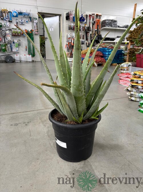 Nádherné Agave, výška 50/70 cm, v črepníku 15l Agave
