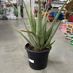 Nádherné Agave, výška 50/70 cm, v črepníku 15l Agave