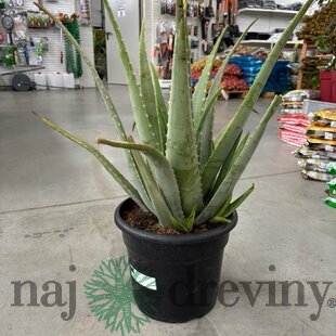 Nádherné Agave, výška 50/70 cm, v črepníku 15l Agave
