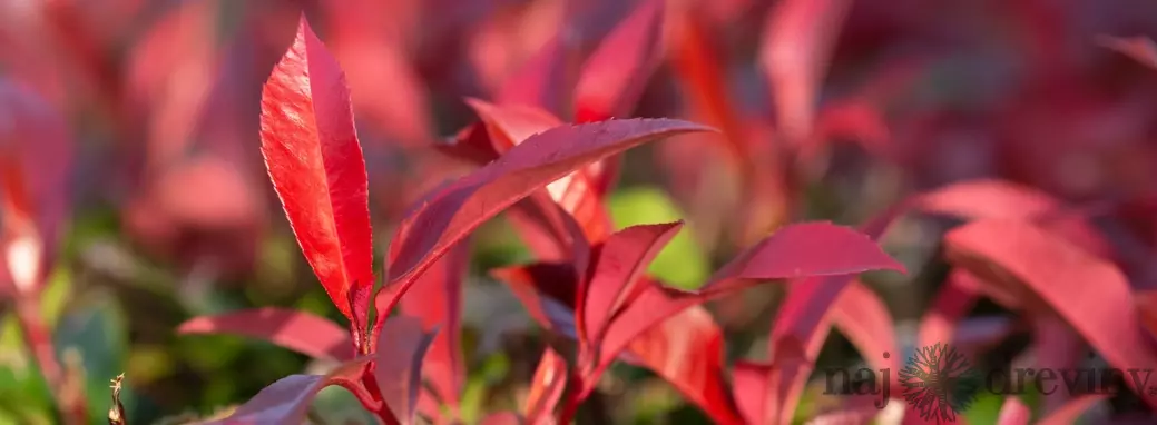 Nádherný živý plot: Fotínia za super cenu v našom eshope