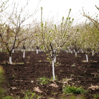 Najlepšie ovocné stromčeky 2026 – zdravé, krásne, pripravené na výsadbu