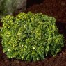 Nana Aureovariegata
