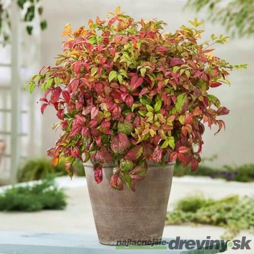 Nandina domáca (nebeský bambus) Fire Power 30/40 cm, v črepníku 4,5l Nandina domestica Fire Power
